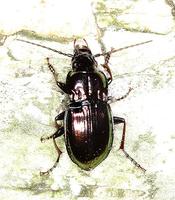 Pterostichus burmeisteri