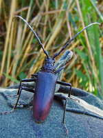 Cerambyx cerdo cerdo