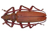 Aegosoma sinicum sinicum