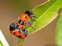 Clytra laeviuscula