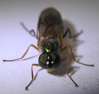 Sargus maculatus