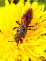 Sphecodes albilabris