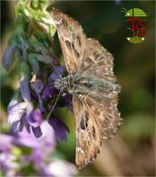 Carcharodus alceae - Mallow Skipper