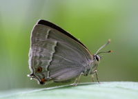 Neozephyrus quercus - Purple Hairstreak