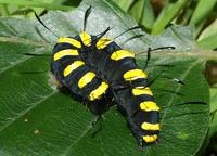 Acronicta alni - Alder Moth