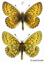 Proclossiana eunomia - Bog Fritillary