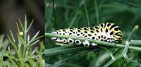 Papilio machaon - Old World Swallowtail