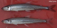 Osmerus mordax mordax, Atlantic rainbow smelt: fisheries, gamefish