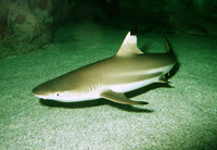 Carcharhinus melanopterus, Blacktip reef shark: fisheries, aquarium