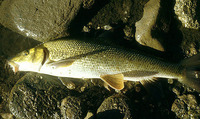 Barbus meridionalis, Mediterranean barbel: fisheries, gamefish