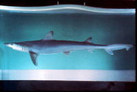 Hypogaleus hyugaensis, Blacktip tope: fisheries