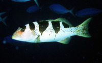 Plectropomus laevis, Blacksaddled coralgrouper: fisheries, gamefish