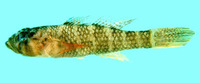 Priolepis fallacincta, :