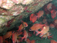 Sargocentron hastatum, Red squirrelfish: fisheries