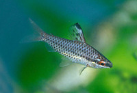 Chilodus punctatus, Spotted headstander: aquarium