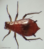 Macrosiphoniella sanborni - Chrysanthemum Aphid