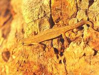 Triturus vulgaris - Smooth Newt