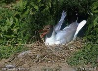 Larus ridibundus - Common Black-headed Gull