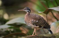 Eurypyga helias - Sunbittern