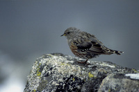 Prunella collaris - Alpine Accentor