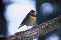 Ixoreus naevius - Varied Thrush