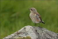 Oenanthe oenanthe - Wheatear