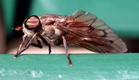 Image of: Hybomitra lasiophthalma