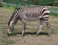 Equus zebra hartmannae - Hartmann's Zebra