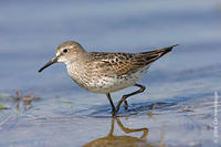 Image of: Calidris fuscicollis (white-rumped sandpiper)