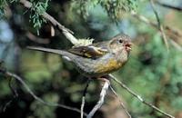 Image of: Carpodacus trifasciatus (three-banded rosefinch)