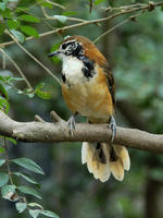 Image of: Garrulax pectoralis (greater necklaced laughing-thrush)