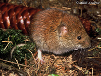 Clethrionomys glareolus - Bank Vole