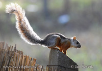 Sciurus variegatoides - Variegated Squirrel