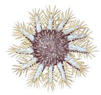 Image of: Acanthaster planci (crown-of-thorns starfish)