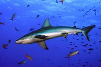 Image of: Carcharhinus falciformis (silky shark)