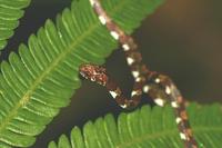 Imantodes cenchoa - Blunt-headed Treesnake