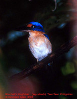 Rufous-lored Kingfisher - Todiramphus winchelli