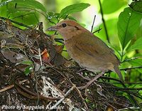 Rusty-naped Pitta - Pitta oatesi