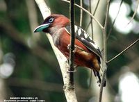 Banded Broadbill - Eurylaimus javanicus