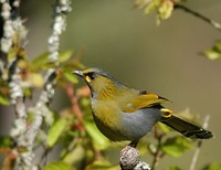 Steere's Liocichla - Liocichla steerii