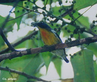 Yellow-rumped Flowerpecker - Prionochilus xanthopygius