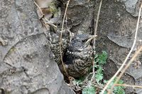 Kessler's Thrush - Turdus kessleri