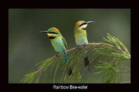 Rainbow Bee-eater