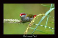 Red browed Finch