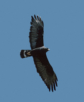 Zone-tailed Hawk (Buteo albonotatus) photo