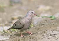 Common Ground-Dove (Columbina passerina) photo