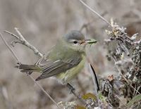 Warbling Vireo (Vireo gilvus) photo