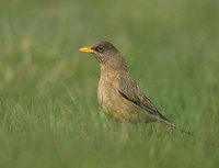 Austral Thrush (Turdus falklandii) photo