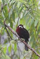 Silver-beaked Tanager (Ramphocelus carbo) photo