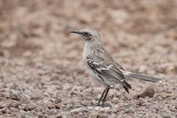 San Cristobal Mockingbird (Nesomimus melanotis) photo